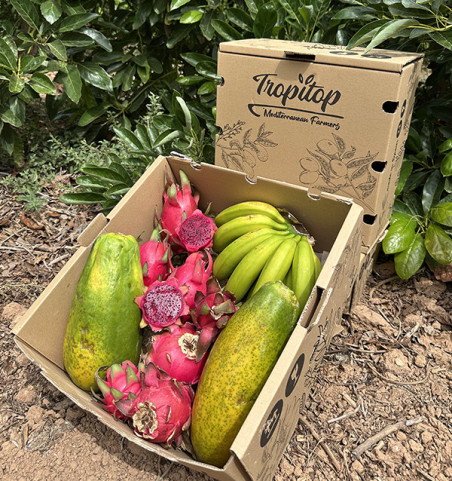 Tropical Smoothie HORECA | Tropical Fruit Suppliers for Smoothies