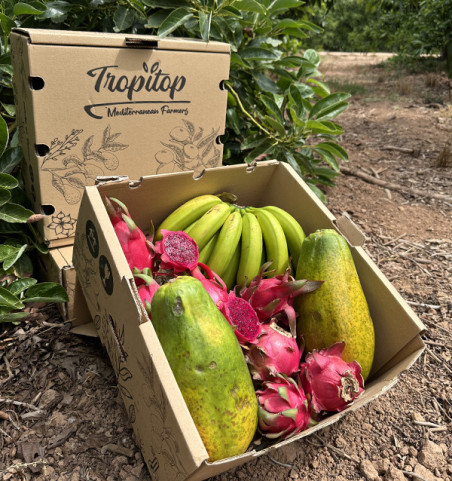 Tropical Smoothie HORECA | Tropical Fruit Suppliers for Smoothies