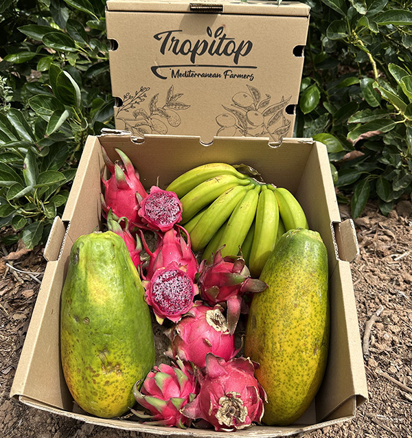 Tropical Smoothie HORECA | Tropical Fruit Suppliers for Smoothies