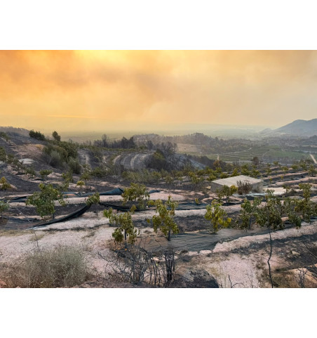 Apadrina un árbol de Aguacate