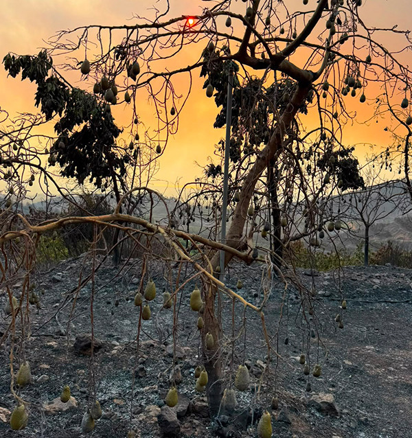 Contribuição voluntária – Incêndio em Peña Alta