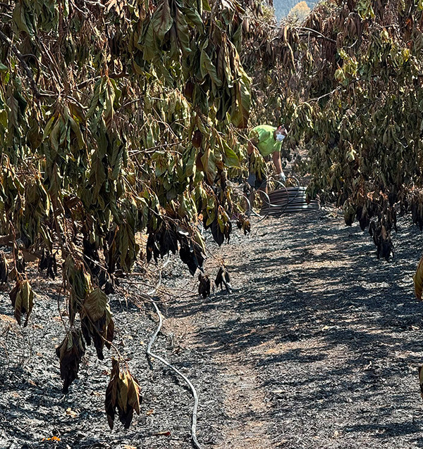 Contribuição voluntária – Incêndio em Peña Alta