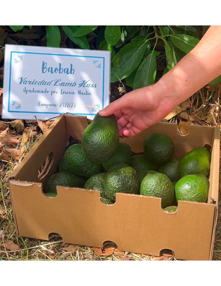 Parraine un arbre d avocat