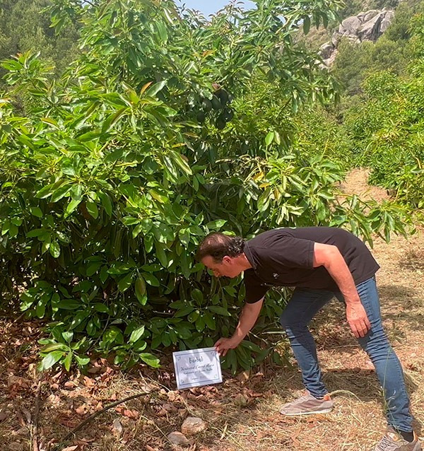 Patenschaft für einen Avocado-Baum