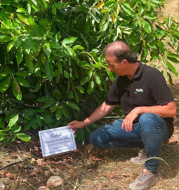 Sponsor a smooth-skinned avocado tree
