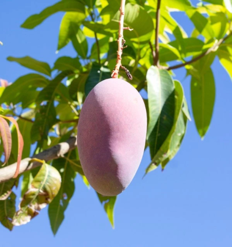Sponsor a mango tree | Receive your own harvest