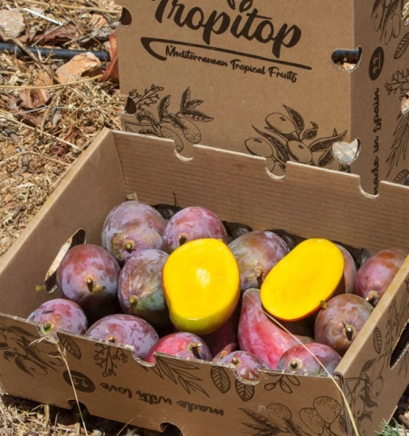 Sponsor a mango tree | Receive your own harvest