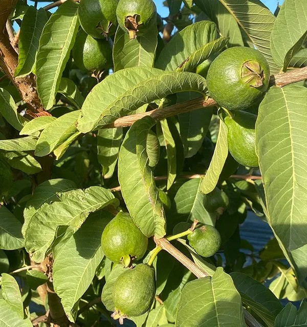 Sponsor a Guava Tree 2