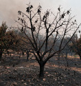 Sponsor a guava tree