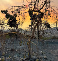 Sponsor a rough-skinned avocado tree