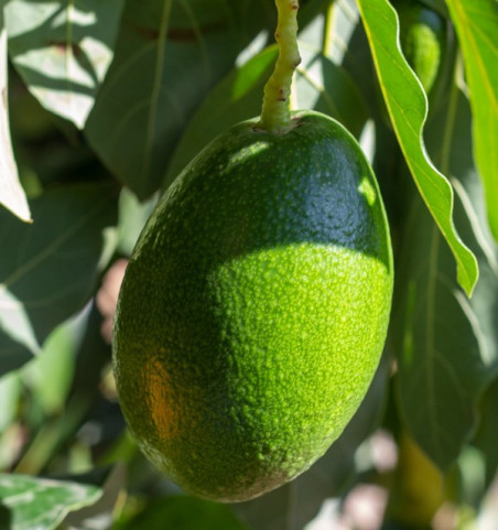Sponsor a smooth-skinned avocado tree
