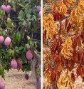 Sponsor a mango tree