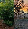 Sponsor a smooth-skinned avocado tree