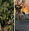 Sponsor a rough-skinned avocado tree