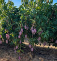 Sponsor a mango tree