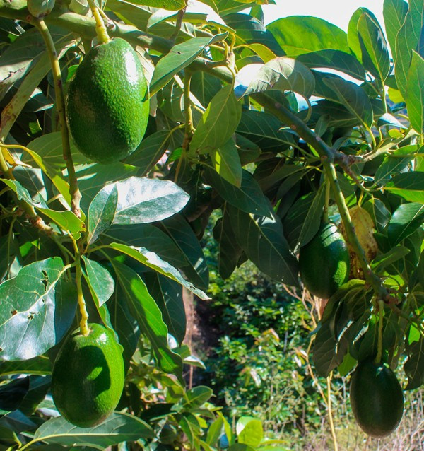 Sponsor a smooth-skinned avocado tree