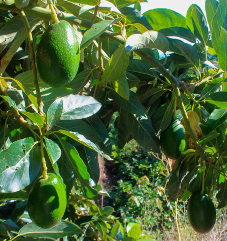 Übernimm eine Patenschaft für einen Avocadobaum mit glatter Schale