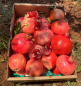 Granatapfel