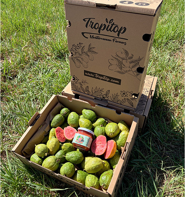 Buy Guava and Guava Jam Pack Online | Tropitop