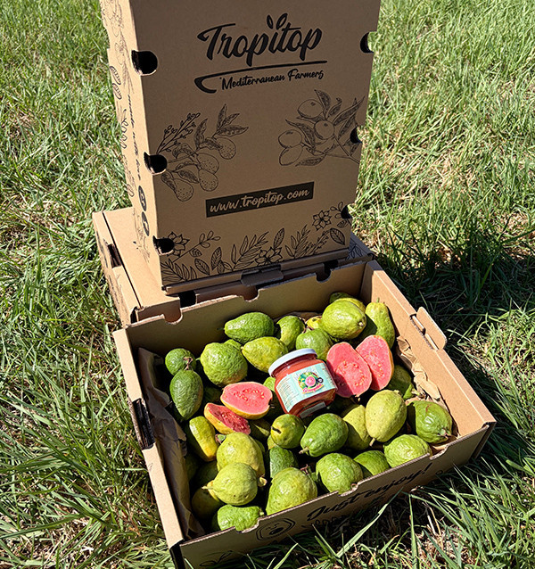 Buy Guava and Guava Jam Pack Online | Tropitop 2