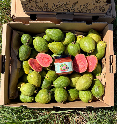 Buy Guava and Guava Jam Pack Online | Tropitop