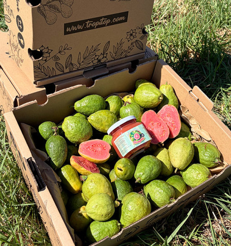 Buy Guava and Guava Jam Pack Online | Tropitop