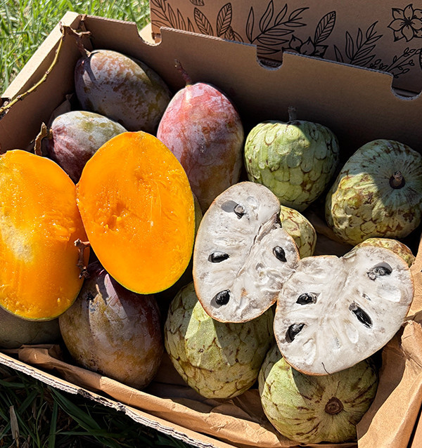 Comprar Pack Chirimoyas y Mangos 4 kg Online | Tropitop