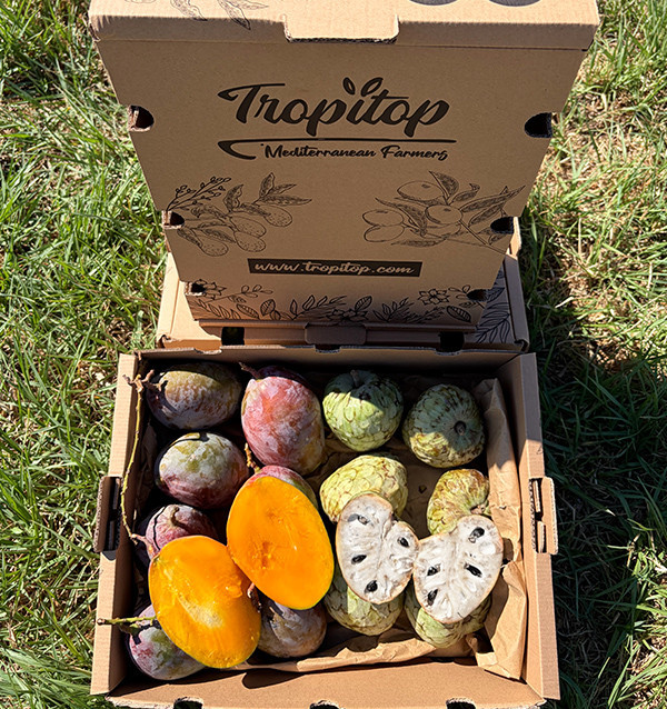 Comprar Pack Chirimoyas y Mangos 4 kg Online | Tropitop