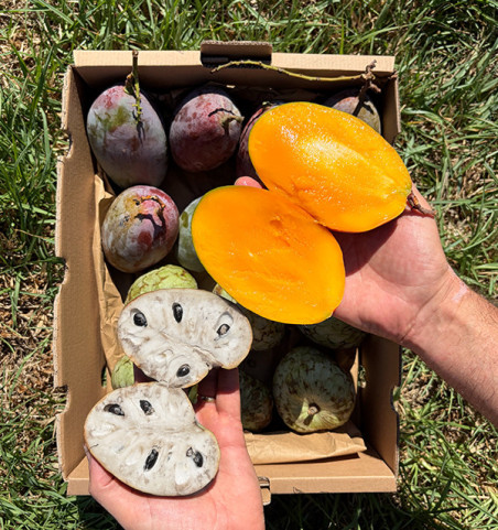 Comprar Pack Chirimoyas y Mangos 4 kg Online | Tropitop