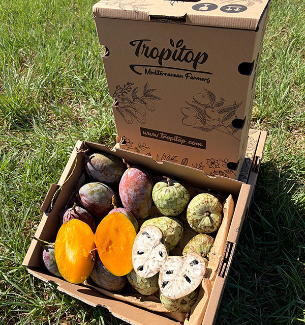 Acheter Pack Chérimoles et Mangues 4 kg en ligne | Tropitop
