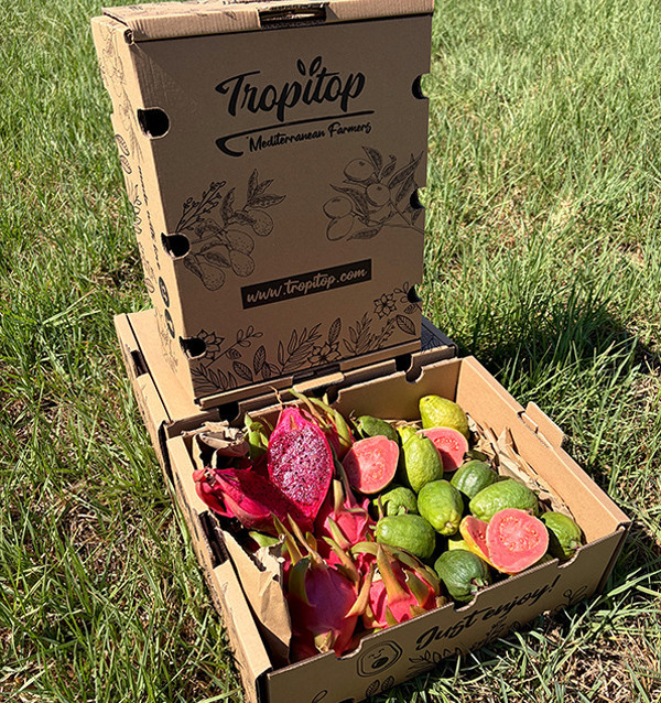 Buy Dragon Fruit and Guava Pack Online | Spanish Fruit | 100% ORGANIC | Tropitop