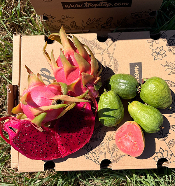 Buy Dragon Fruit and Guava Pack Online | Spanish Fruit | 100% ORGANIC | Tropitop