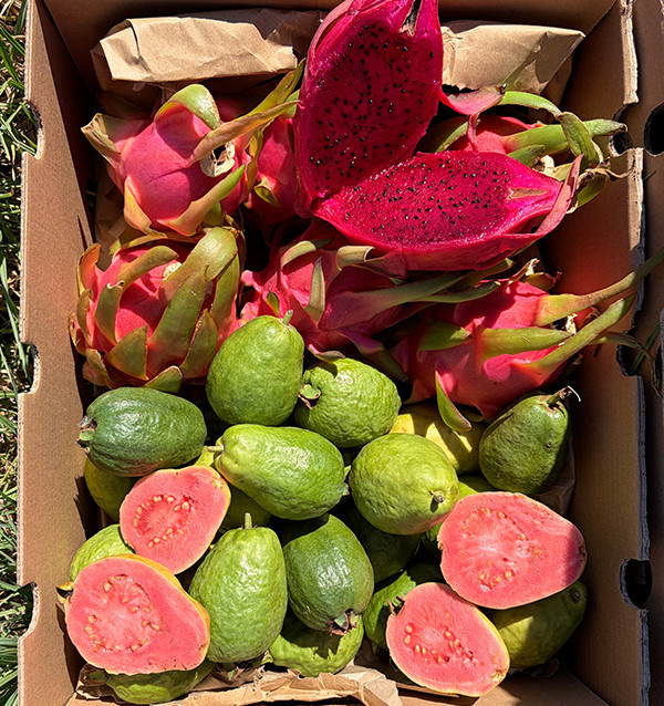 Buy Dragon Fruit and Guava Pack Online | Spanish Fruit | 100% ORGANIC | Tropitop