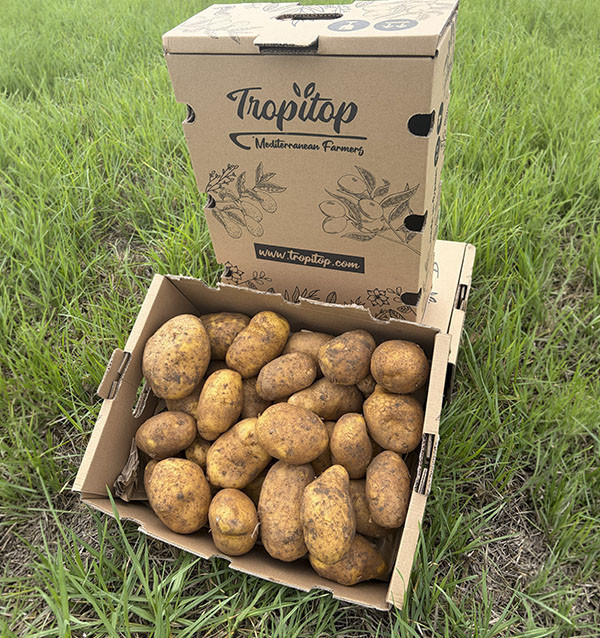Comprar Patata Agria Online en Tropitop