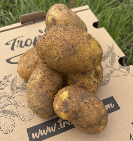 Agria-Kartoffeln Online bei Tropitop Kaufen