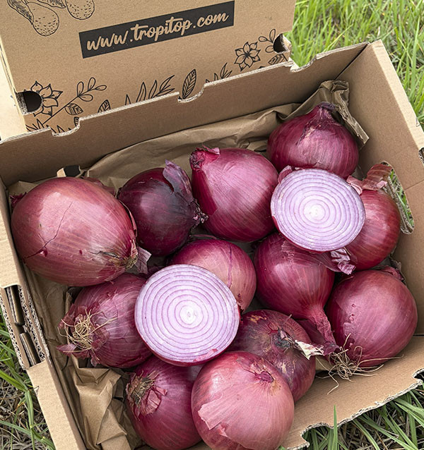 Acheter des Pommes de Terre Agria en Ligne chez Tropitop