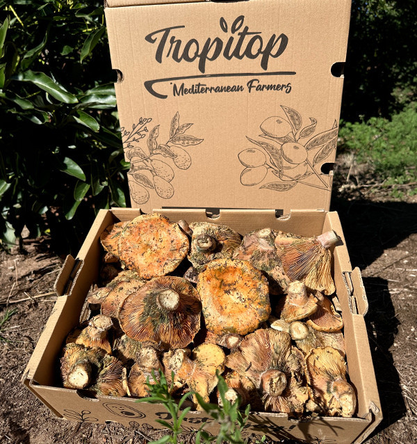 Frische Edel-Reizker (Robellones) online kaufen | Tropitop