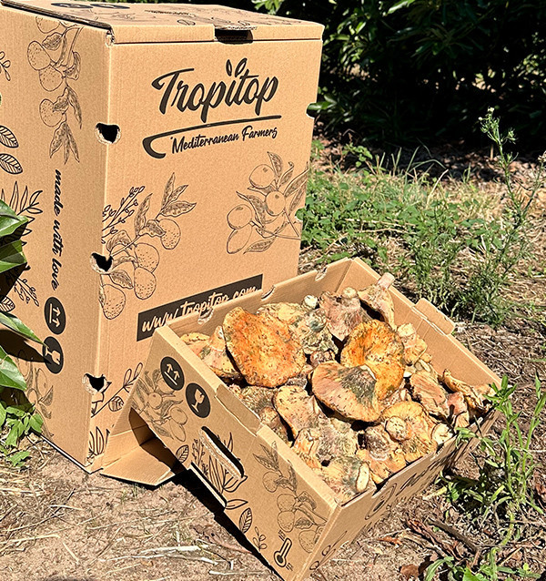 Comprar Níscalos Frescos (Robellones) Online | Tropitop