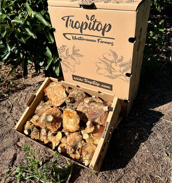 Buy Fresh Saffron Milk Caps Online | Tropitop