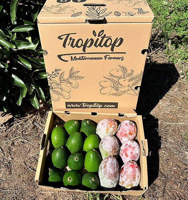 Buy Avocados bacon and mangoes