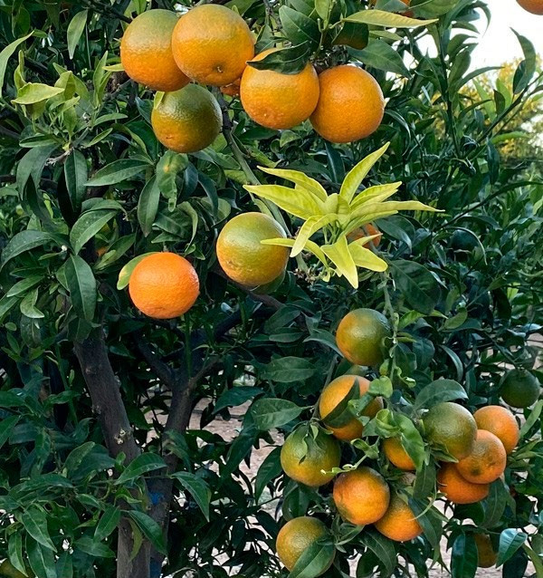 Mandarinas Clementinas | Comprar mandarinas online ahora