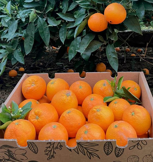 Naranjas Valencianas
