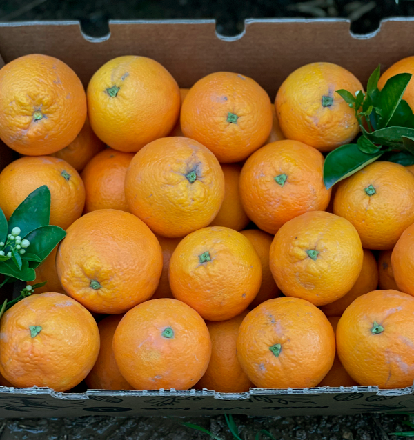 Naranjas Valencianas 2