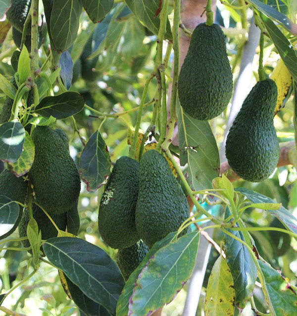Avocados Online Kaufen | Bestellen aus Spanien - Tropitop