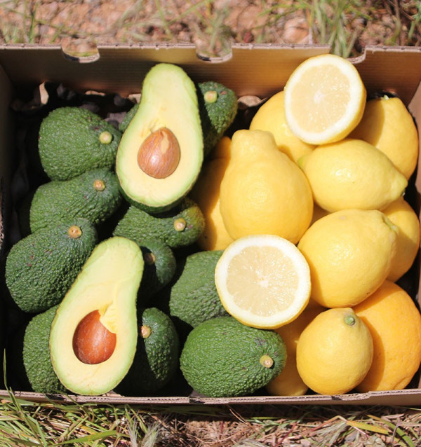 Zitronen und Avocados online zum besten Preis