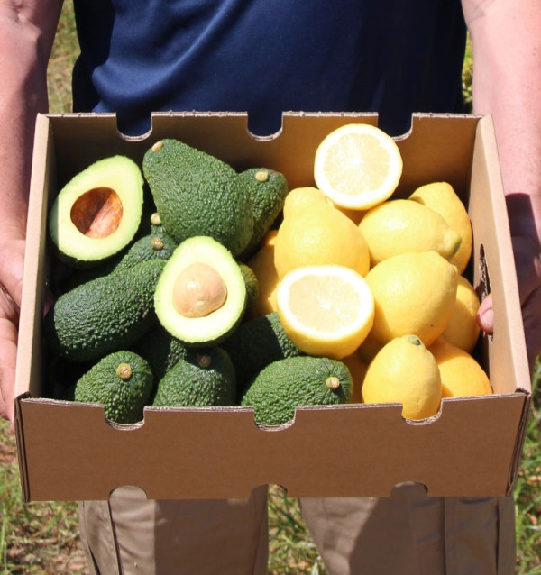 Zitronen und Avocados online zum besten Preis