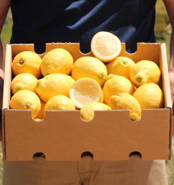 Buy Lemons Online | Fresh Lemons Direct from the Field