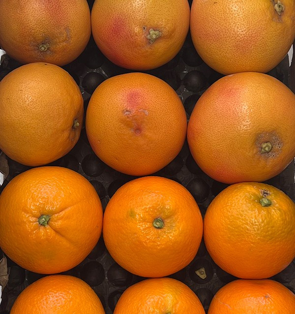Achetez des pamplemousses et des oranges directement du fermier