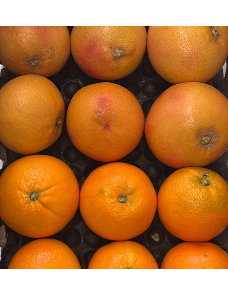 Achetez des pamplemousses et des oranges directement du fermier