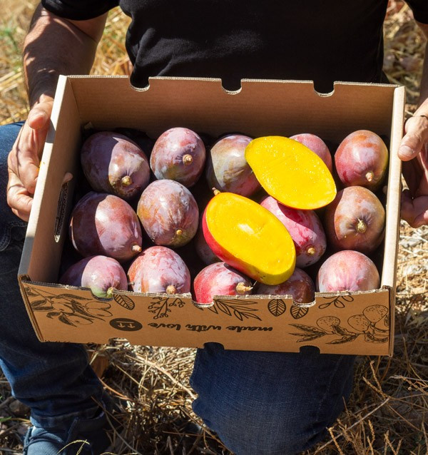 Acquista Mangos Online | La Migliore Selezione di Mango Freschi